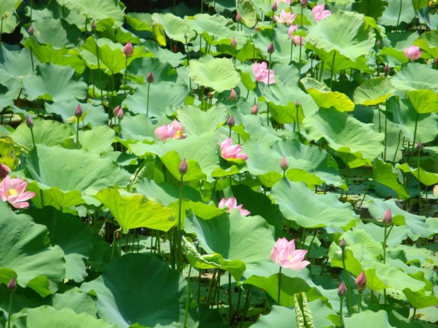 Tour Đà Nẵng Nghệ An về cội nguồn 3 ngày 2 đêm 